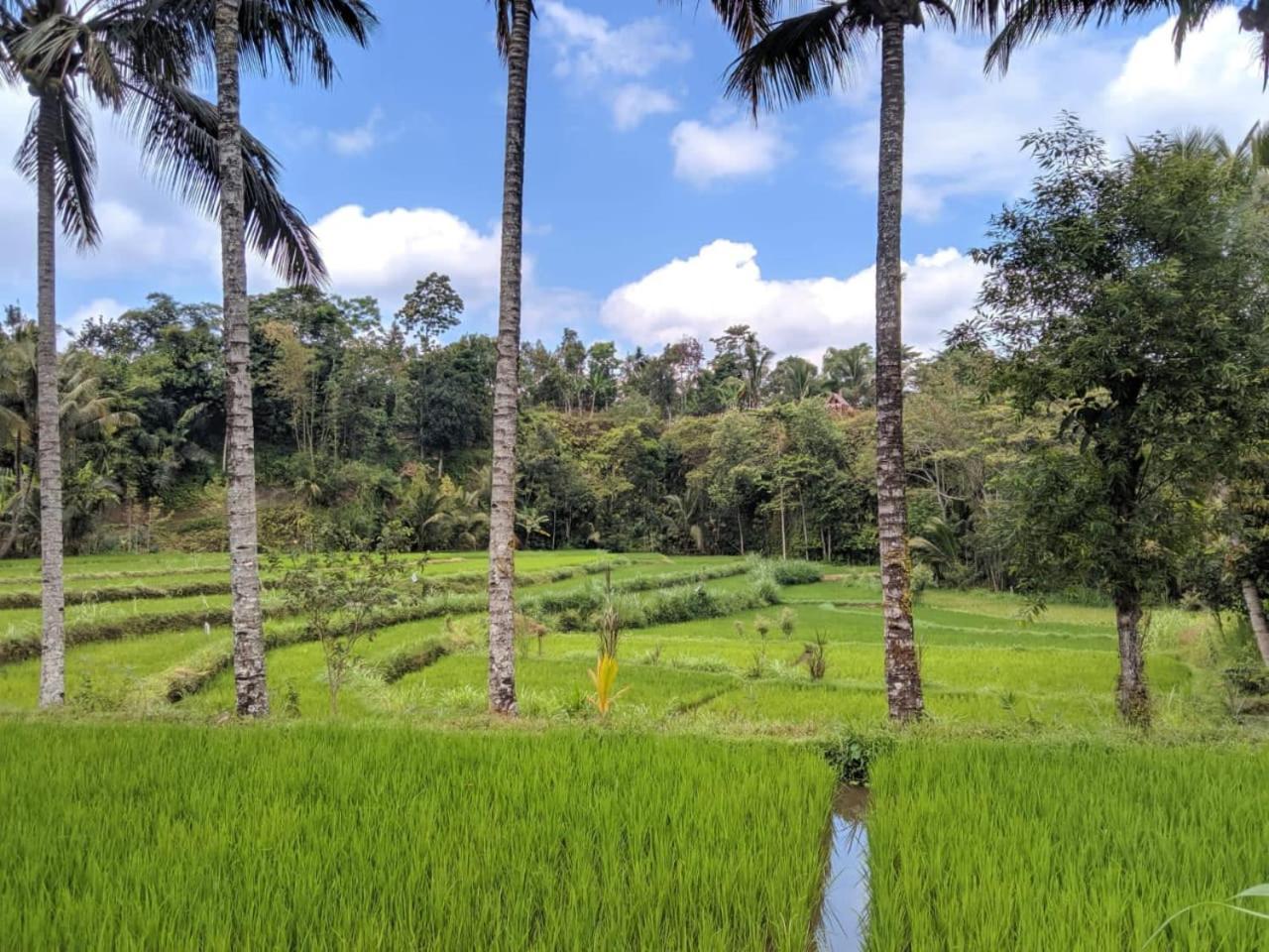 Asan Rinjani Homestay טטבאטו חדר תמונה